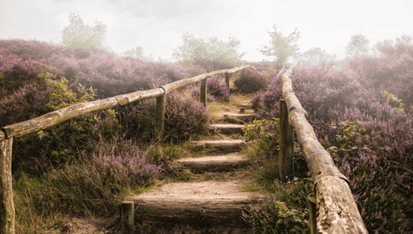 wandelen-veluwe-2025